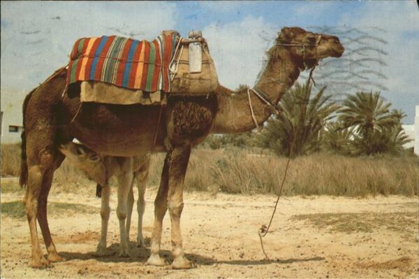 Kamel  Camel Chameau Sud-Tunisien La tetee
