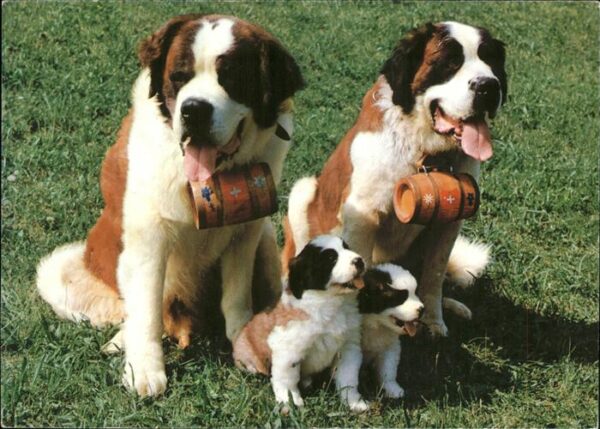 Hunde Bernhadiner