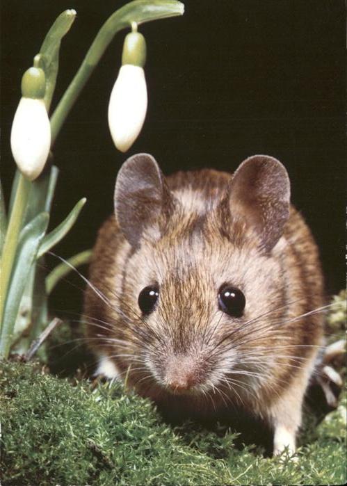 Maeuse Souris mouse topo