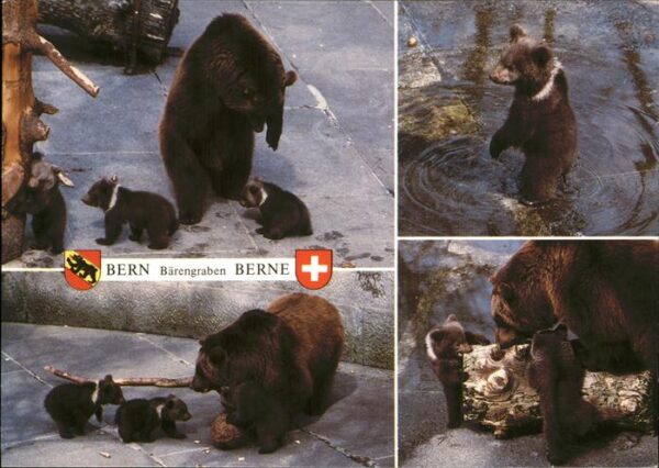 Baeren Bern Bärengraben