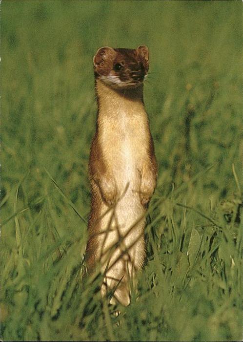 Tiere Hermelin