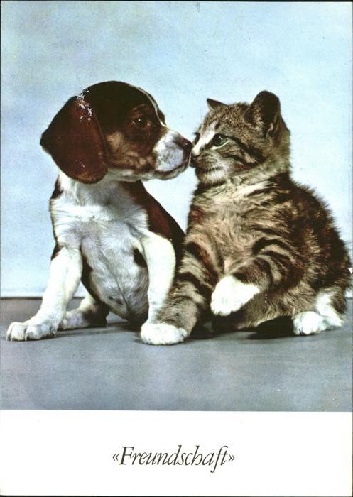 Hunde Katze Freundschaft