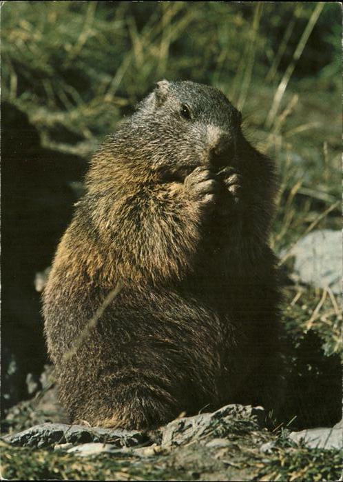 Tiere Murmeltier