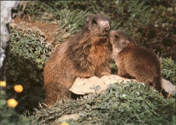 Tiere Murmeltiere marmotta