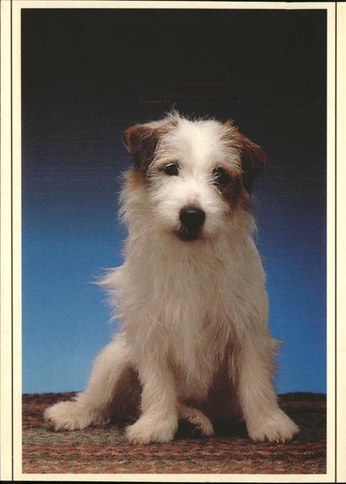 Hunde