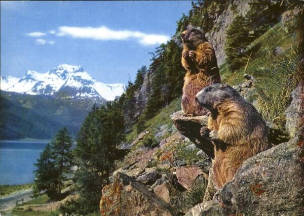 Tiere Murmeltiere Oberengadin Piz La Margna