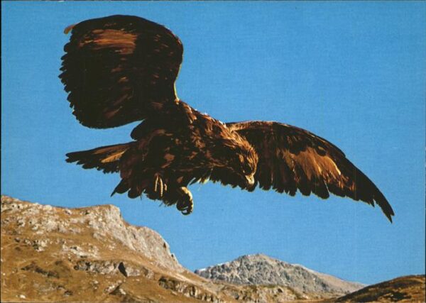 Adler Eagle Aigle Aguila