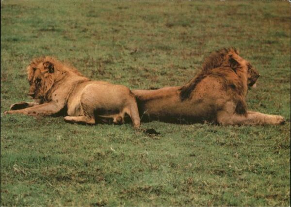 Loewe Serengeti-Steppe Tansania