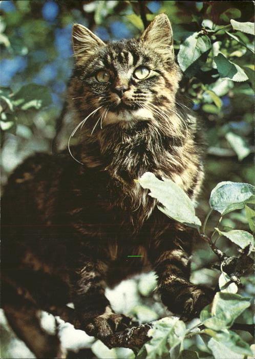Katzen