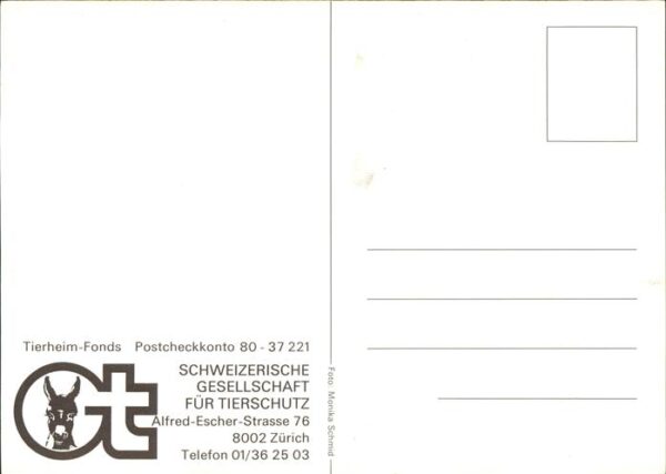 Katzen – Bild 2