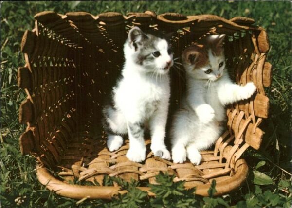 Katzen