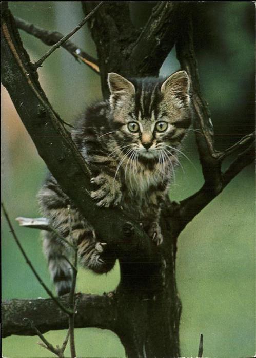 Katzen