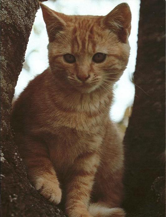 Katzen