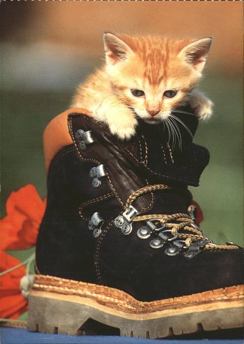 Katzen Schuh