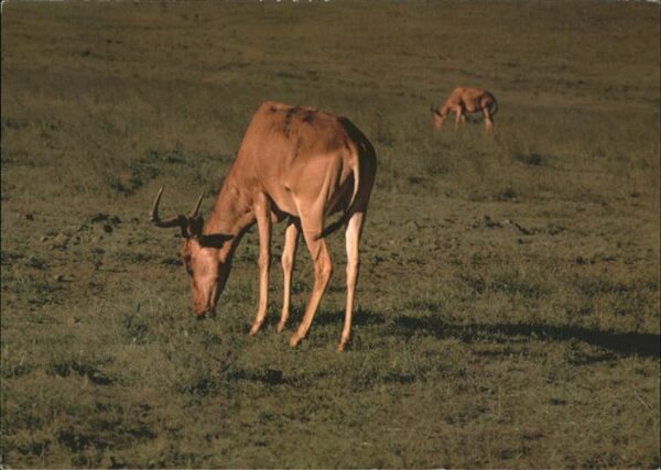 Tiere Kongoni-Antilope Nairobi-Nationalpark K