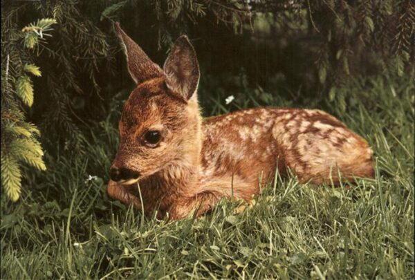 Reh Fawn Faon Rehkitz