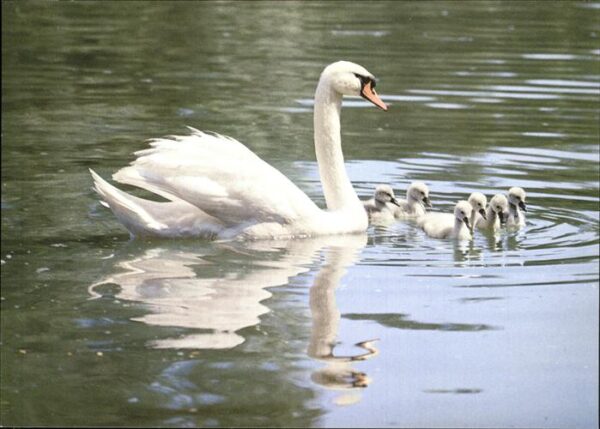 Schwan Höckerschwäne Swans
