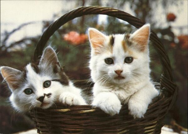 Katzen cats chats felis