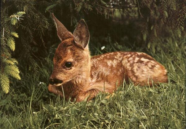 Reh Faon Fawn Ree Rehkitz