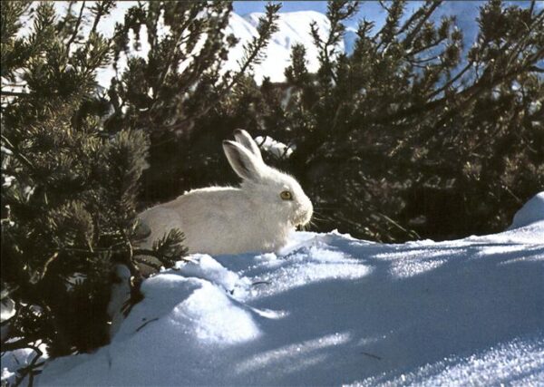 Hasen Alpenschneehase lievre blanc