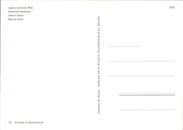Hasen Alpenschneehase lievre blanc – Bild 2