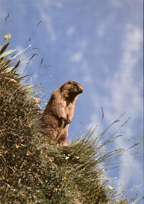 Tiere Murmeltier marmotta
