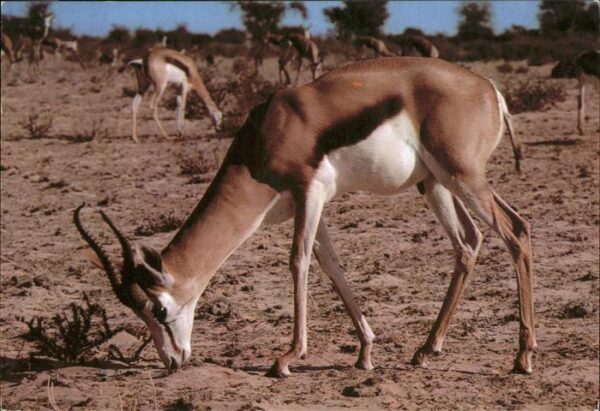 Tiere Fauna springbok antelope South Africa