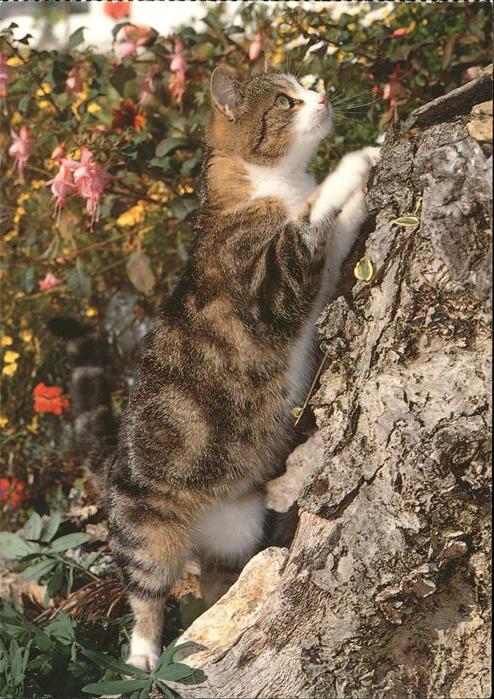 Katzen Hauskatze