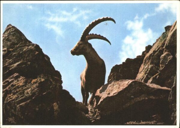 Steinbock Bouquetin Stambecco