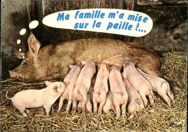 Schweine Humor