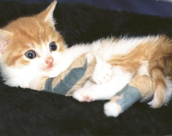Katzen