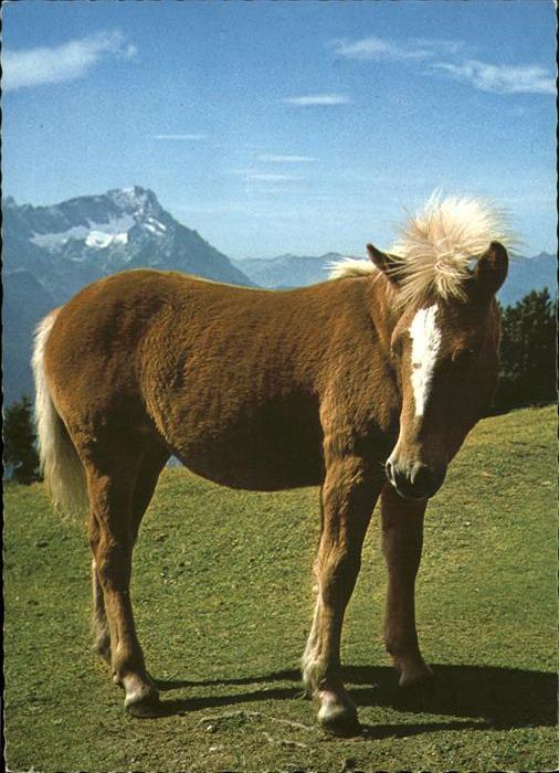 Pferde