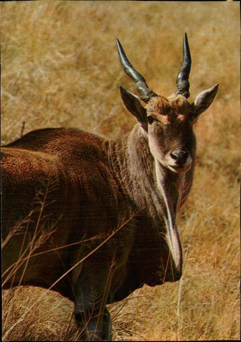 Tiere Antilope Alcina Afrika