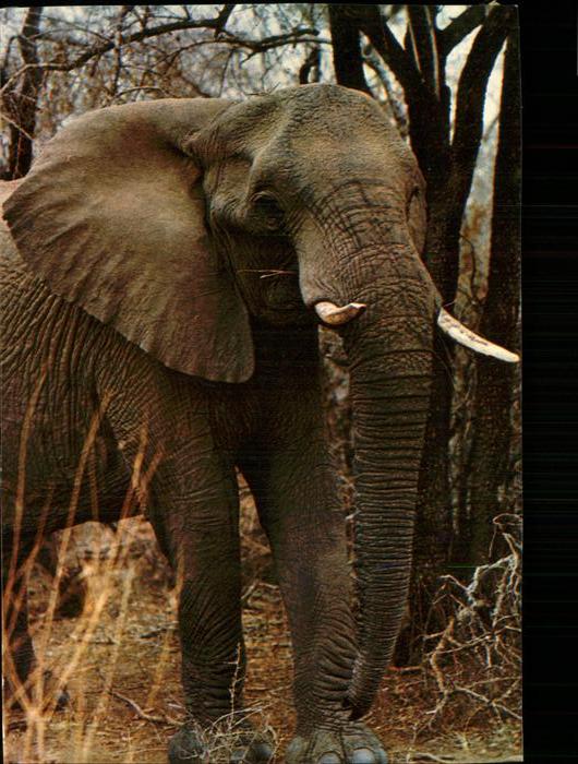 Elefant Afrika elephant africain