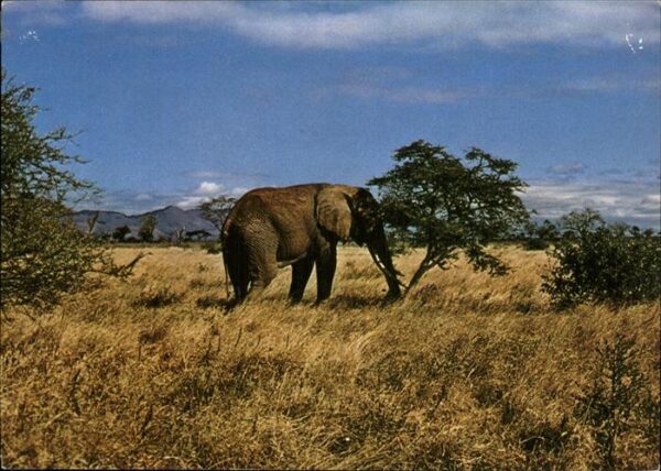 Elefant Afrika Loxodonta africana
