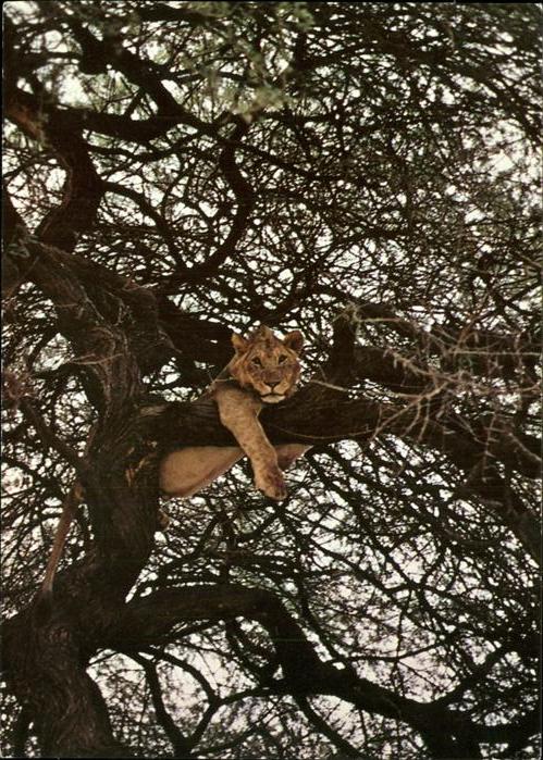 Loewe Baumlöwe panthera leo lion