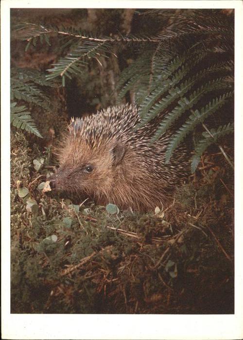 Igel Tiere Herisson riccio