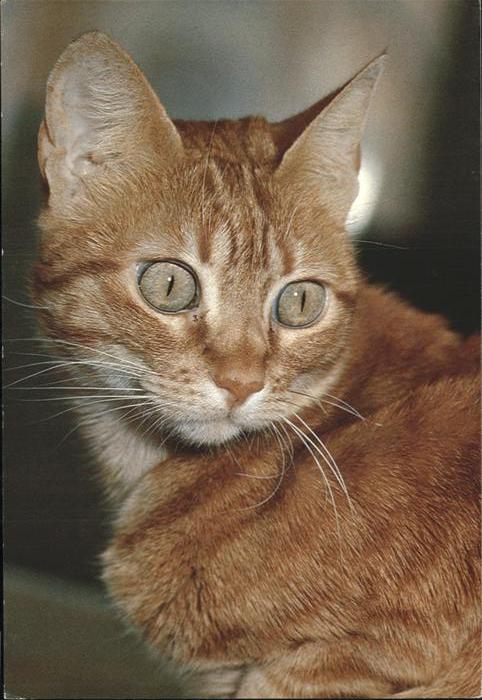 Katzen
