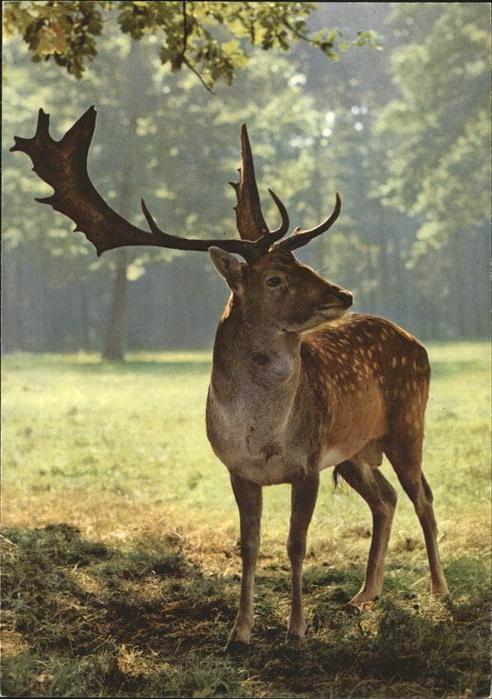 Hirsch