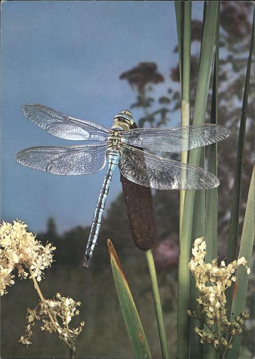 Insekten Libelle Libellule Libellula