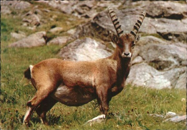 Steinbock Stambecco Bouquetin