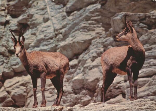 Tiere Chamuotschs