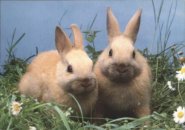 Hasen Kaninchen