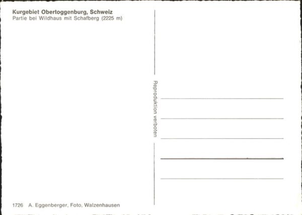 Kuehe Obertoggenburg Wildhaus Schafberg – Bild 2