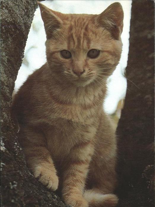 Katzen gatto chat domestique