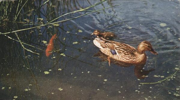Enten Fisch