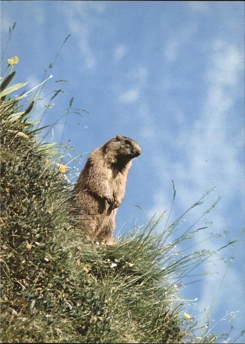 Tiere Murmeltier marmotta