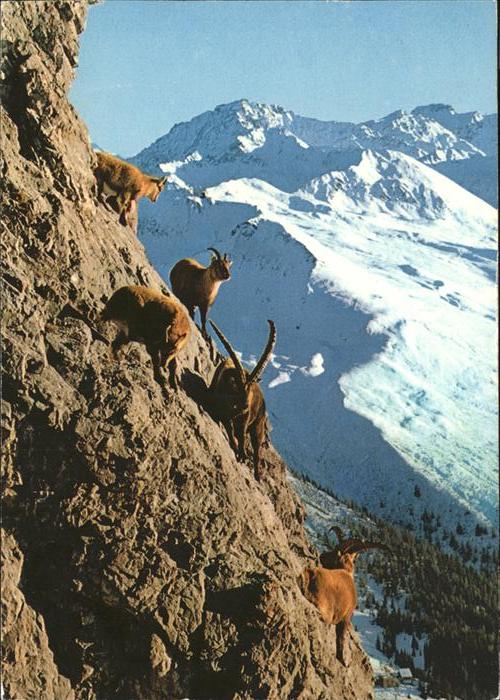 Steinbock Schiahorn Schatzalp Strela Davos