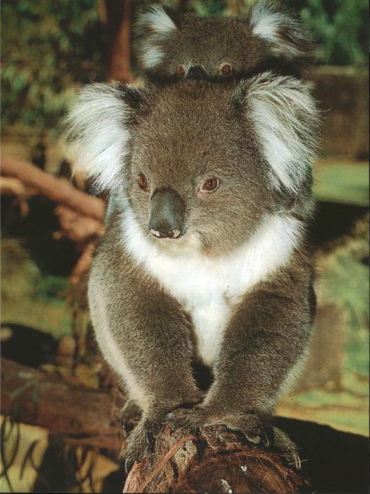 Koalabaer