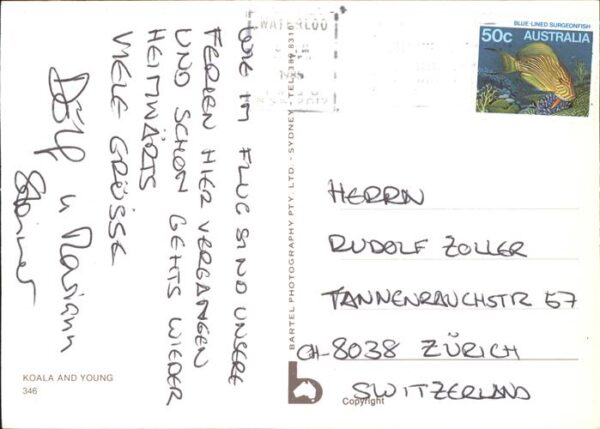 Koalabaer – Bild 2